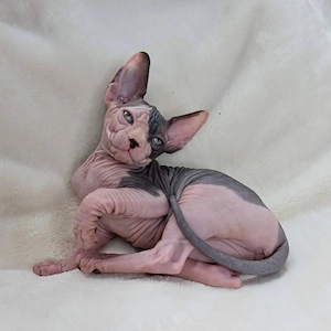 Bezaubernde Sphynx-Kätzchenprinzessin für Ihre Familie