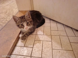 1 kater anzugeben 12 Wochen alt 
