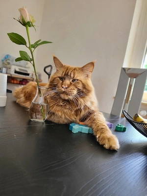 Main Coon Decckater XXL 