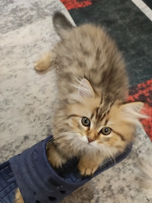 BKH Kitten, abgabebereit