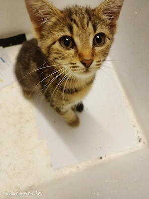 3 weibliche Katzen abzugeben 