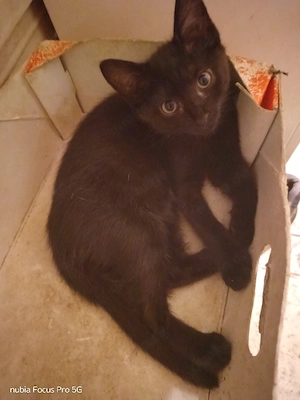 2 weibliche Katzen abzugeben 