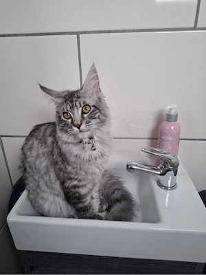 Main coon Dame 