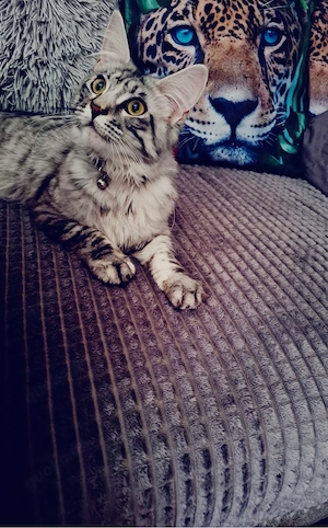 Main coon Dame 