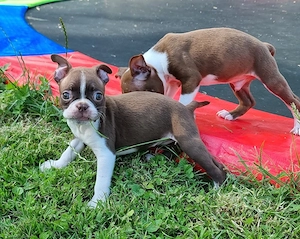 Boston Terrier Welpen Hündin 