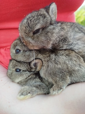 Kleinbleibende Farbenzwerg Zwergkaninchen Kaninchen Minizwerge Häsin Rammler Babys Hase Emsdetten