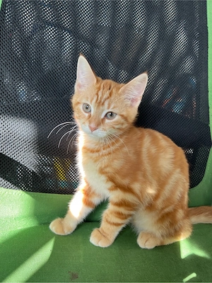 Kitten Main Coon & Tabby & EKH Mix Jung
