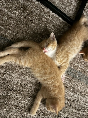 süsse kitten 