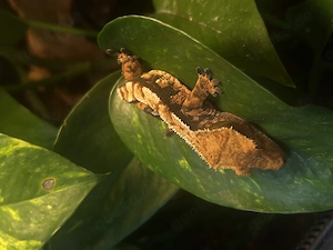 Kronengecko Correlophus ciliatus Helloween 0.1