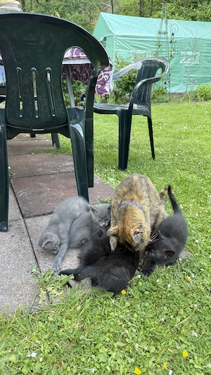 Katzen zu verkaufen ,