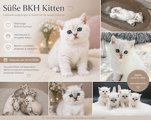Wunderschöne BKH-Kitten suchen ein liebevolles zuhause