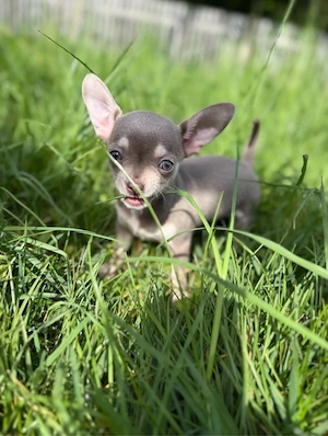Chihuahua Hündin Bella