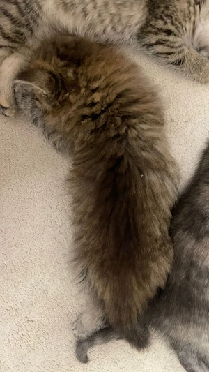 Wunderschöne BKH Kitten abzugeben 