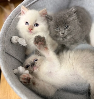 (Geimpfte) Liebevolle britische Kitten BKH BLH, suchen ihr neues Zuhause