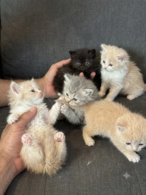 bkh kitten : braun & grau & creme 