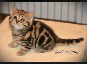 bkh kitten mama mit stammbaum