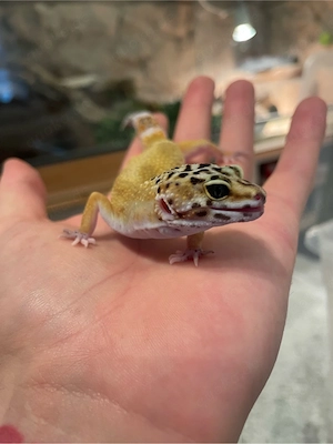 Super Hypo Leopardgecko weibchen september 2025