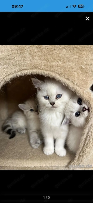 bkh kitten 