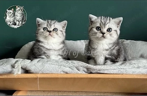 bkh kitten auszugsbereit