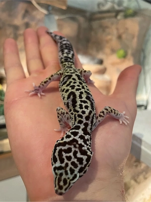Mack Snow Leopardgecko
