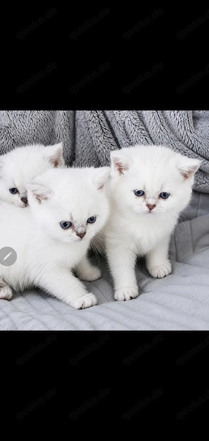 BKH Kitten mit blauen Augen  abgabe bereit 