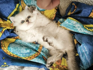 Eine wunderschöne Perserkatze. 