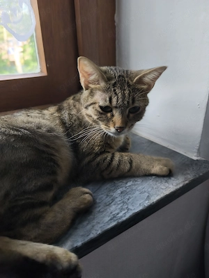 Katze bailey