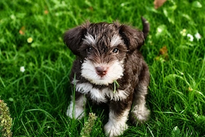 Zwergschnauzer American Schnauzer Welpen 