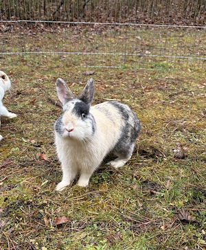 Zwergkaninchen Männchen Tucker