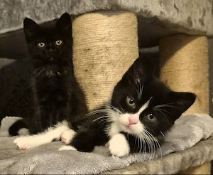 Willow und Felix  nur zusammen 