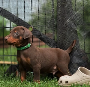 Dobermann-Welpe (Rüde) zu verkaufen