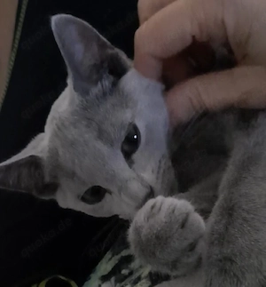 Russisch Blau Mädchen Kitten katze