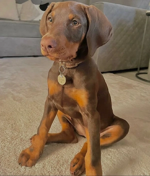 Dobermann-Welpe (weiblich) zu verkaufen