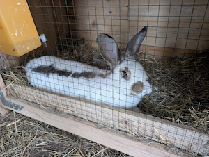kaninchen abzugeben 
