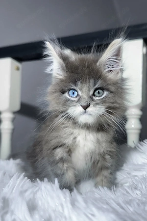 7 süße Maine-Coon-Kätzchen suchen ein Zuhause für immer