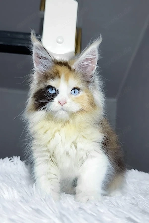 7 süße Maine-Coon-Kätzchen suchen ein Zuhause für immer