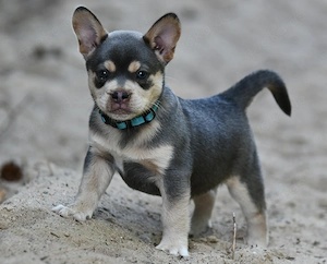 Französische  Bulldogge Frusky Rüde