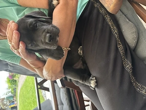 Wunderschöne Schwarze Doggen Welpen