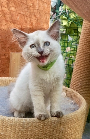 Verschmuste Siam-Kitten (Neva Masquerade)