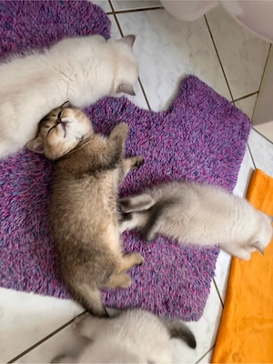 BKH Kitten