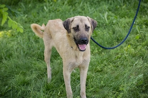 *MILAGRO* - Der Kangal Mix sucht Menschen, die mit dieser Rasse Erfahrung haben