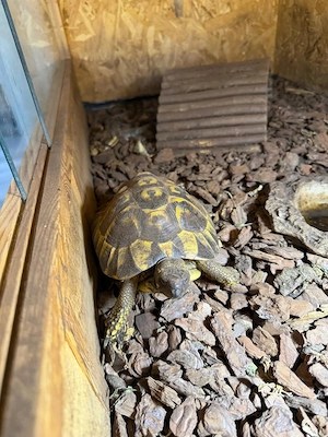 Griechische Landschildkröte zu Verkaufen, geschlüpft 2019