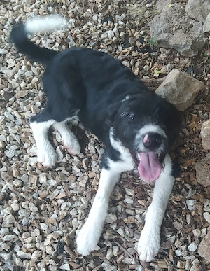 9.7 Nürnberg Border Schnauzer Welpe Hündin 4,5Mon 10kg 40cm VOM HUNDETRAINER  