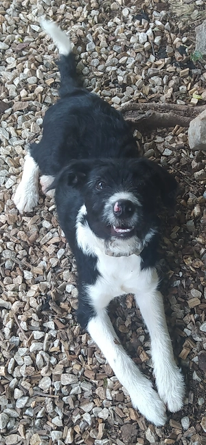 Border Collie Schnauzer Welpe Hündin 4,5Mon 8kg VOM HUNDETRAINER  