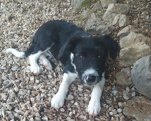 Border Collie Schnauzer Welpe Hündin 5Mon 8kg VOM HUNDETRAINER  