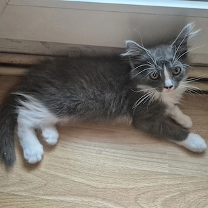 Katzen babys 3 Monate alt 