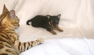 Chihuahua-Welpe (Rüde) zu reservieren