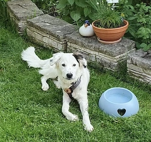 Freundlicher Wolfi sucht Familie