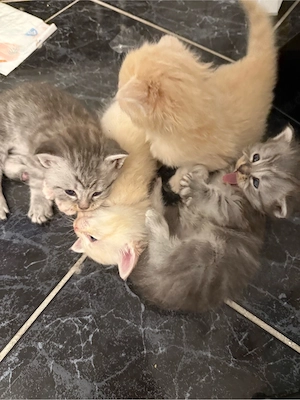 baby kitten 
