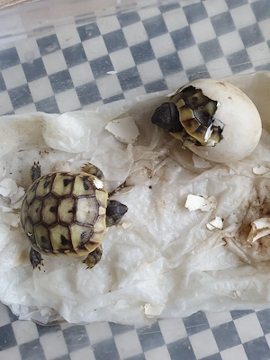 Griechische Landschildkröte aus Zucht 